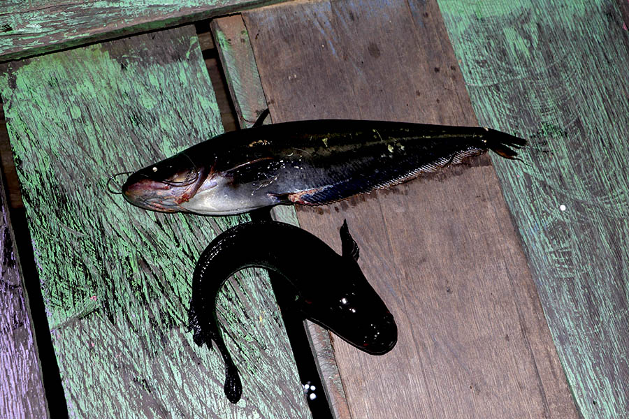 Ini merupakan jenis ikan yang didapatkan di Sungai Sebangau. Foto: Junaidi Hanafiah/Mongabay Indonesia