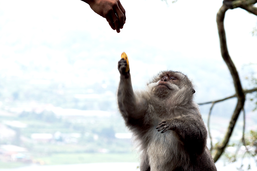 Seorang penjaja makanan memberi makan pada seekor monyet ekor panjang gemuk di jalan raya jalur Bedugul-Buyan-Tamblingan, Bali | Foto: Anton Wisuda/Mongabay Indonesia