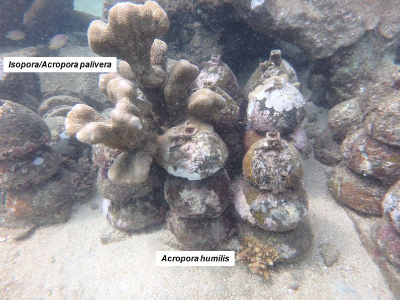 Bioreeftek, terumbu karang buatan dari tempurung kelapa yang telah ditumbuhi karang keras saat dimonitoring pada Maret 2018 di perairan dekat Adirama Beach Hotel, Pantai Lovina, Buleleng, Bali. Bioreeftek itu ditenggelamkan pada 2014 | Foto: E.E. Ampou