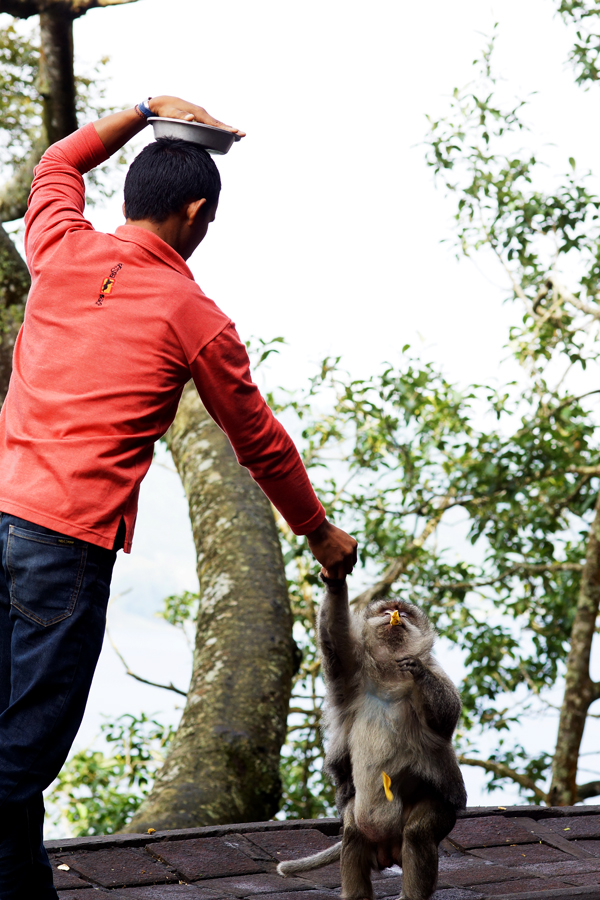  Seorang penjaja makanan memberi makan pada seekor monyet ekor panjang gemuk di jalan raya jalur Bedugul-Buyan-Tamblingan, Bali | Foto: Anton Wisuda/Mongabay Indonesia 