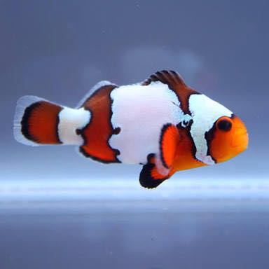 Ini 14 Jenis Baru Nemo Ikan Hias Primadona Ekspor Mongabay Co Id