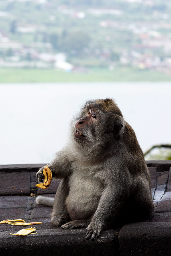Seekor monyet ekor panjang gemuk karena sering diberi makan wisatawan di jalan raya jalur Bedugul-Buyan-Tamblingan, Bali | Foto: Anton Wisuda/Mongabay Indonesia