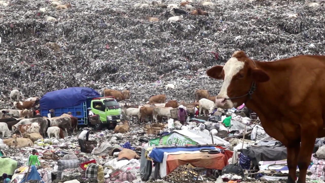 Sapi Doyan Makan Sampah Apa Risiko Bagi Pengkonsumsi Mongabay
