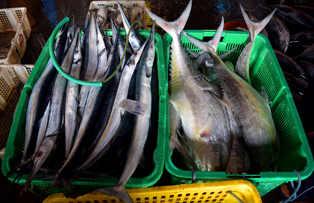 Ikan-ikan segar yang bisa ditemukan di Tempat Pelelangan Ikan Brondong, Lamongan, Jatim. Ratusan ton ikan segar dilelang di sini setiap harinya. Foto : Ahmad Muzakky/Mongabay Indonesia