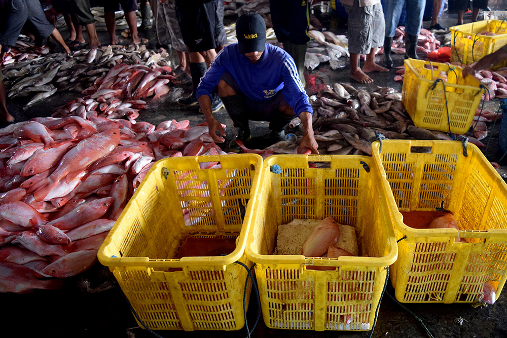 Seorang buruh menyortir ikan berdasarkan ukurannya. Ikan yang dilelang di Tempat Pelelangan Ikan Brondong, Lamongan, Jatim, berdasarkan jenis, ukuran, dan beratnya Foto : Ahmad Muzakky/Mongabay Indonesia
