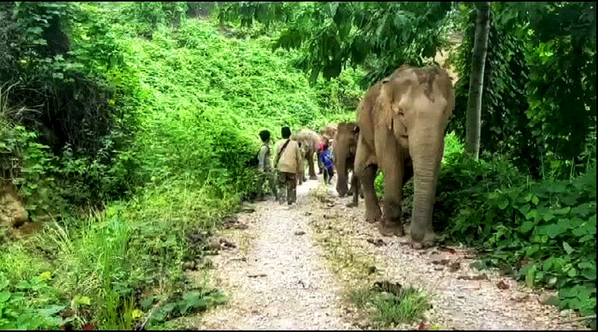 Barumun Nagari Wildlife Sanctuary (BNWS) menjalankan konsep kesejahteraan gajah dengan pakan yang baik dan tak ditunggangi. Foto: Ayat S Karokaro/Mongabay Indonesia