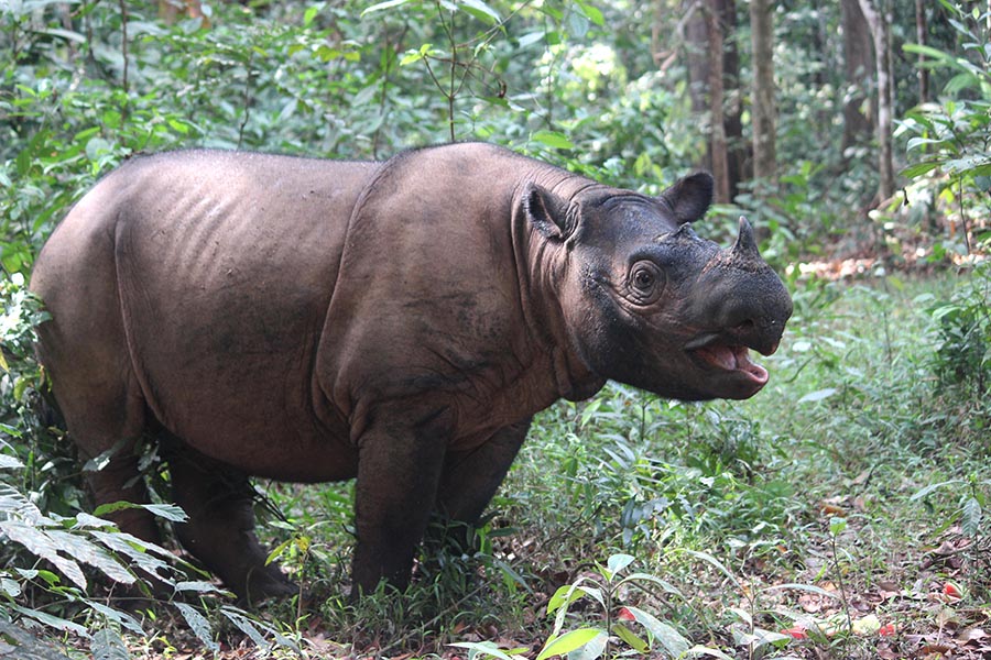 Badak sumatera di alam liar hingga saat ini kehidupannya tidak lepas dari kejaran pemburu yang menginginkan culanya. Jumlahnya diperkirakan sekitar 100 individu. Foto: Rahmadi Rahmad/Mongabay Indonesia