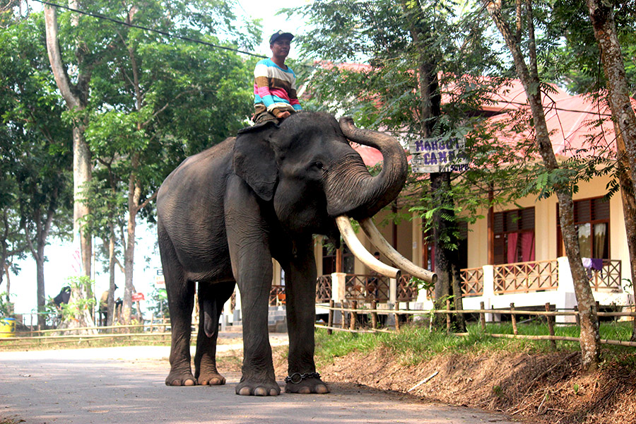 Gajah sumatera di PLG Way Kambas, Lampung, bersama penjaganya | Foto: Rahmadi Rahmad/Mongabay Indonesia