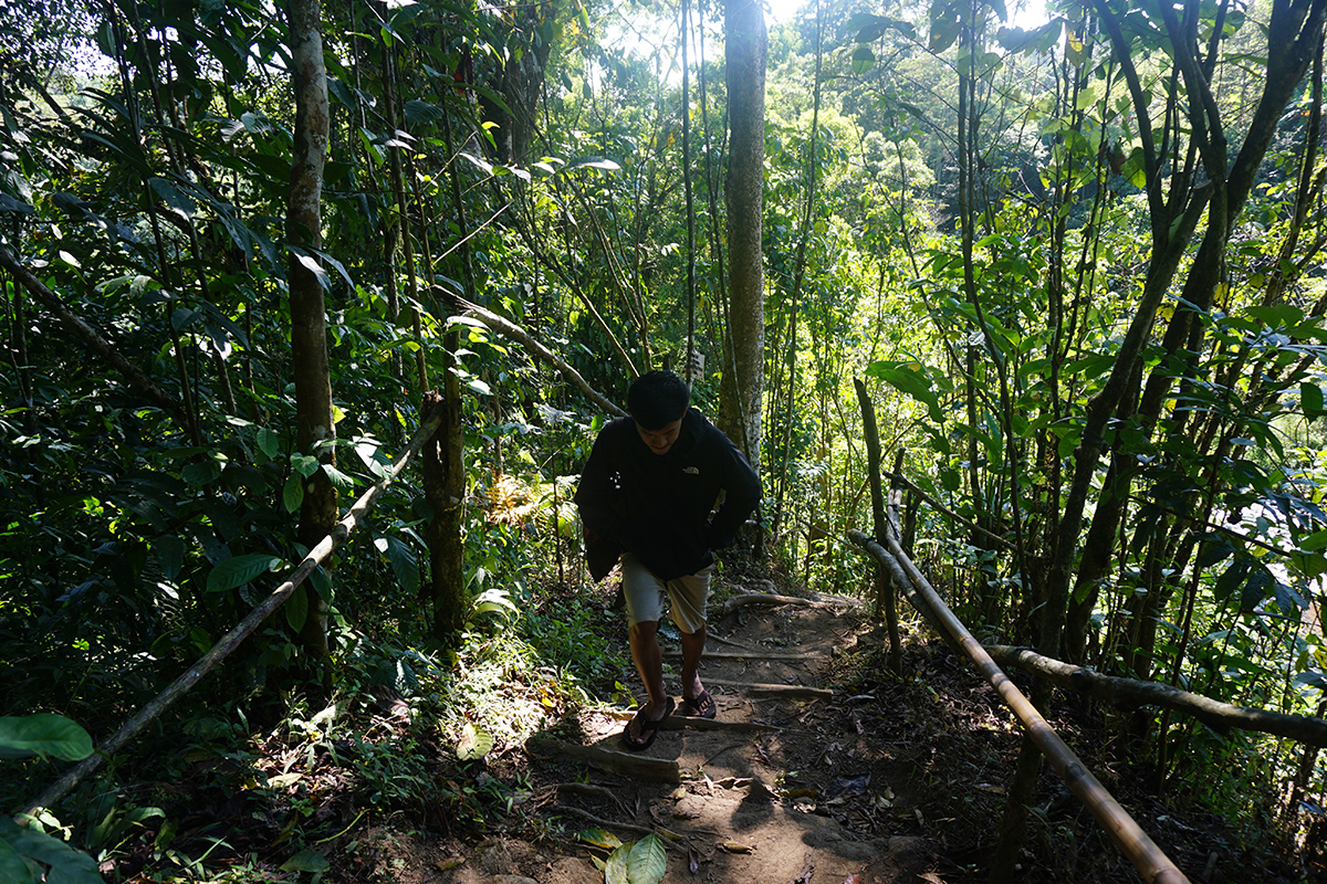 Hutan yang mesti dilewati pengunjung saat menuju lokasi air terjun Banyumala. Selain menawarkan keindahan bekunjung ke air terjun Banyumala juga menawarkan petualangan yang mengasyikkan. Foto : Ahmad Muzakky/Mongabay Indonesia