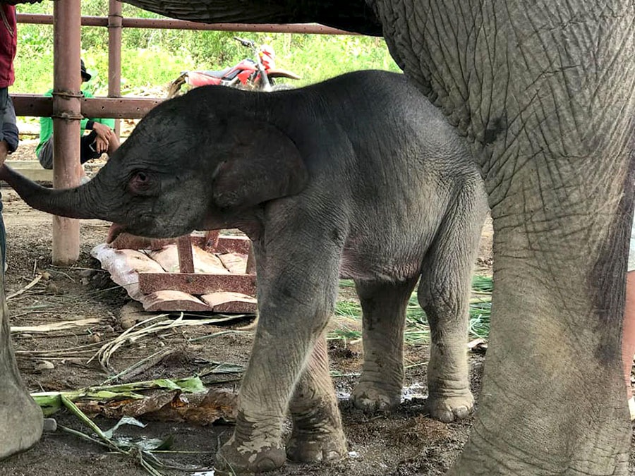 Ini dia bayi gajah sumatera yang lahir lagi tanggal 29 Juli 2018 di BNWS | Foto: Istimewa/BNWS
