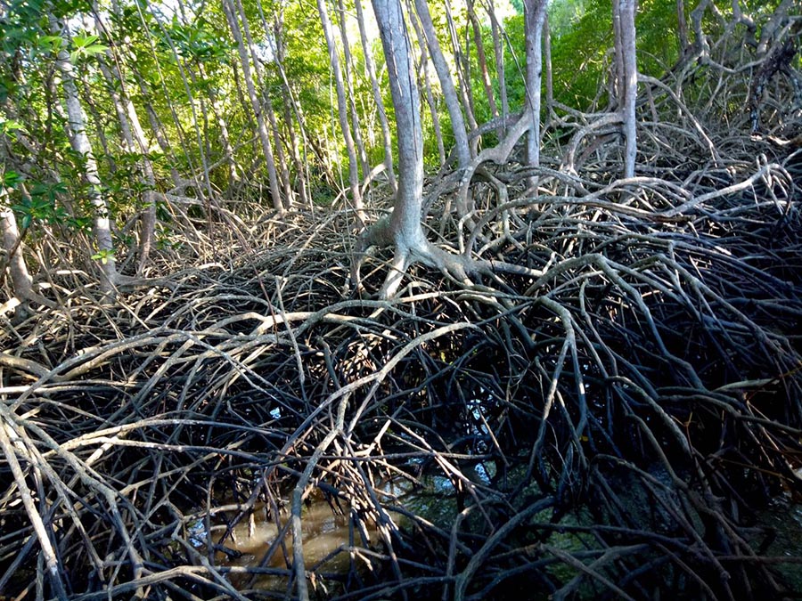 Hari konservasi ekosistem bakau