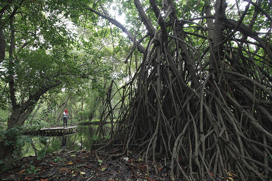 Mangrove dengan perakarannya yang melindungi area pesisir pantai. Foto: Junaidi Hanafiah/Mongabay Indonesia