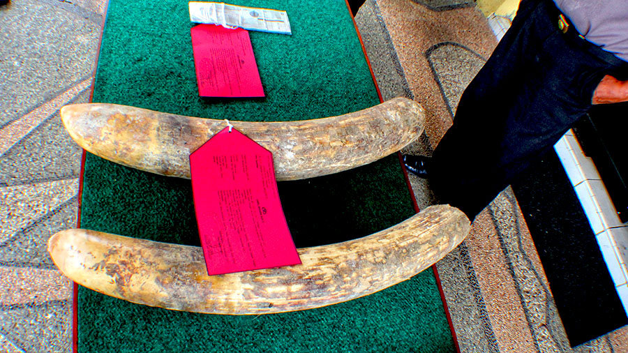Sepasang gading gajah ini diamankan Polres Aceh Tamiang, Aceh, dari pelaku kejahatan. Foto: Ayat S Karokaro/Mongabay Indonesia