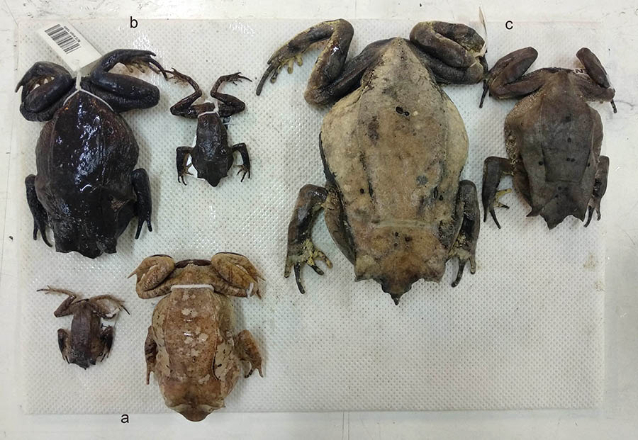 Spesimen katak tanduk yang ada di Museum Zoologicum Bogoriense, LIPI yaitu M. lancip (a), M. parella (b), dan M. nasuta (c). Foto: Fransisca N Tirtaningtyas/Mongabay Indonesia