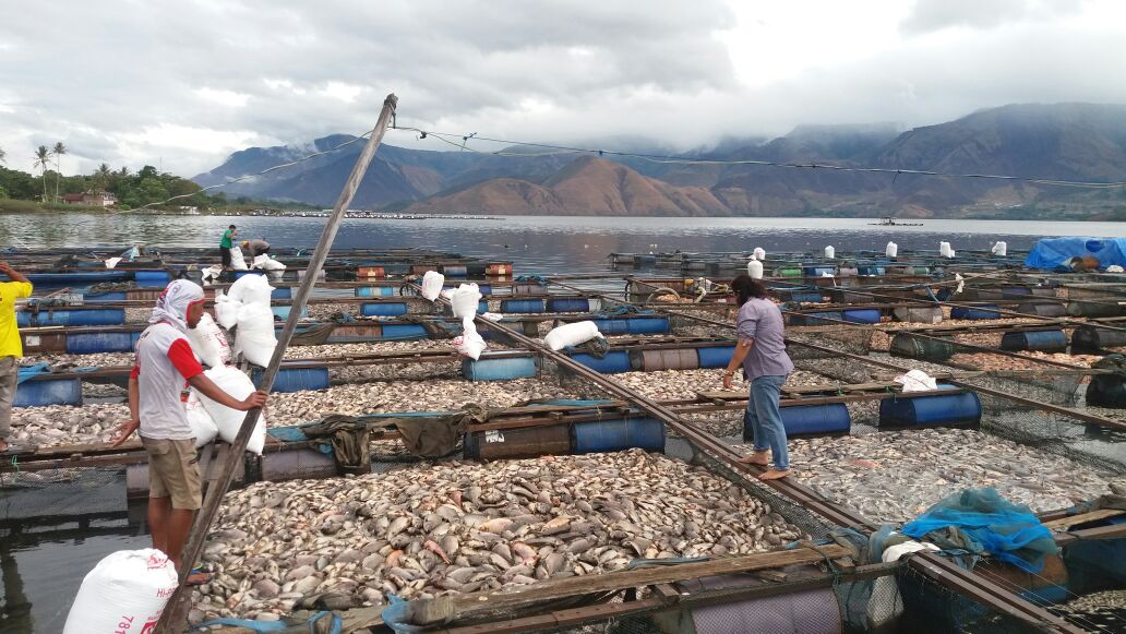 Kematian massal ikan dalam keramba jaring apung (KJA) yang terjadi di Danau Toba, Sumut, sejak Senin (21/8/2018). Foto : Ditjen Perikanan Budidaya KKP/Mongabay Indonesia