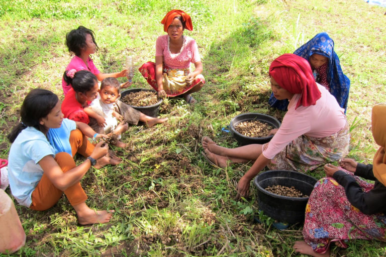 Para perempuan di perkampungan adat Desa Beleqbaru usai dari panen hasil tani. Foto: Fathul Rakmhan/ Mongabay Indonesia