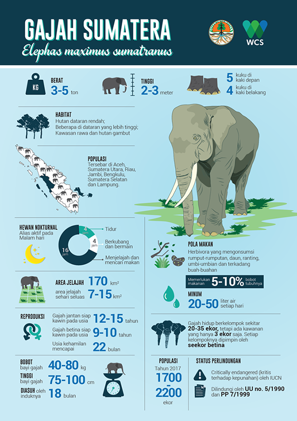 Infografis gajah sumatera | Sumber: WCS-IP