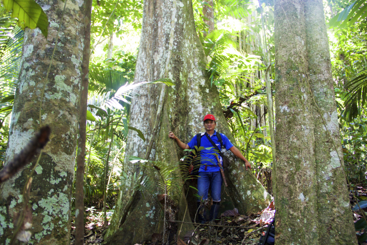 Masyarakat penjaga hutan. Pepohonan di hutan adat Marena. Kala akses kelola dan hak kelola, mereka bisa menjaga hutan sekaligus memanfaatkannya. Foto: Minnie Rivai/ Mongabay Indonesia