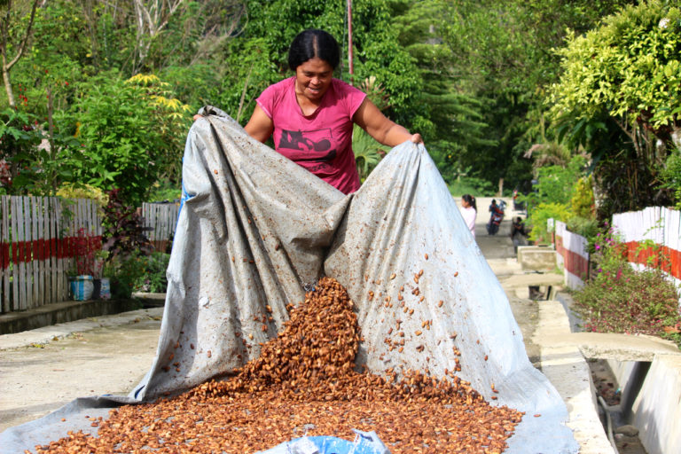 Milka Hamaela, warga Marena, sedang menjemur biji kakao. Dia merasa setelah ada rumah dan lahan berkebun sendiri, hidup lebih baik dari sebelumnya, walaupun masih banyak masalah, seperti kakao kena hama. Foto: Sapariah Saturi/ Mongabay Indonesia