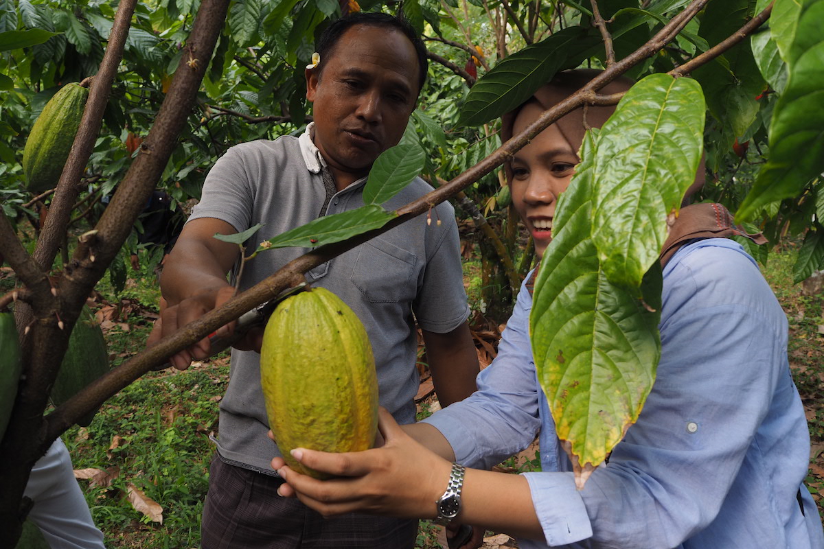 Petani kakao Jembrana, Bali, saat menerima kunjungan belajar petani dari Sulawesi Barat. Foto : Anton Muhajir/Mongabay Indonesia