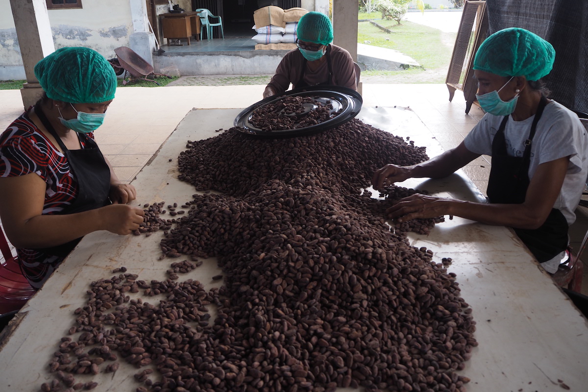Staf koperasi KSS Jembrana, Bali memilih biji kakao fermentasi untuk memastikan kualitasnya. Foto : Anton Muhajir/Mongabay Indonesia