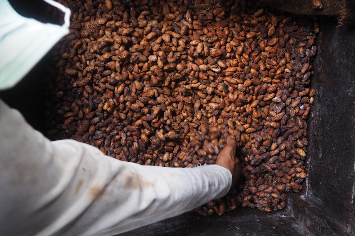 Fermentasi biji kakao di Jembrana, Bali, dilakukan di tingkat masing-masing petani maupun koperasi. Foto : Anton Muhajir/Mongabay Indonesia