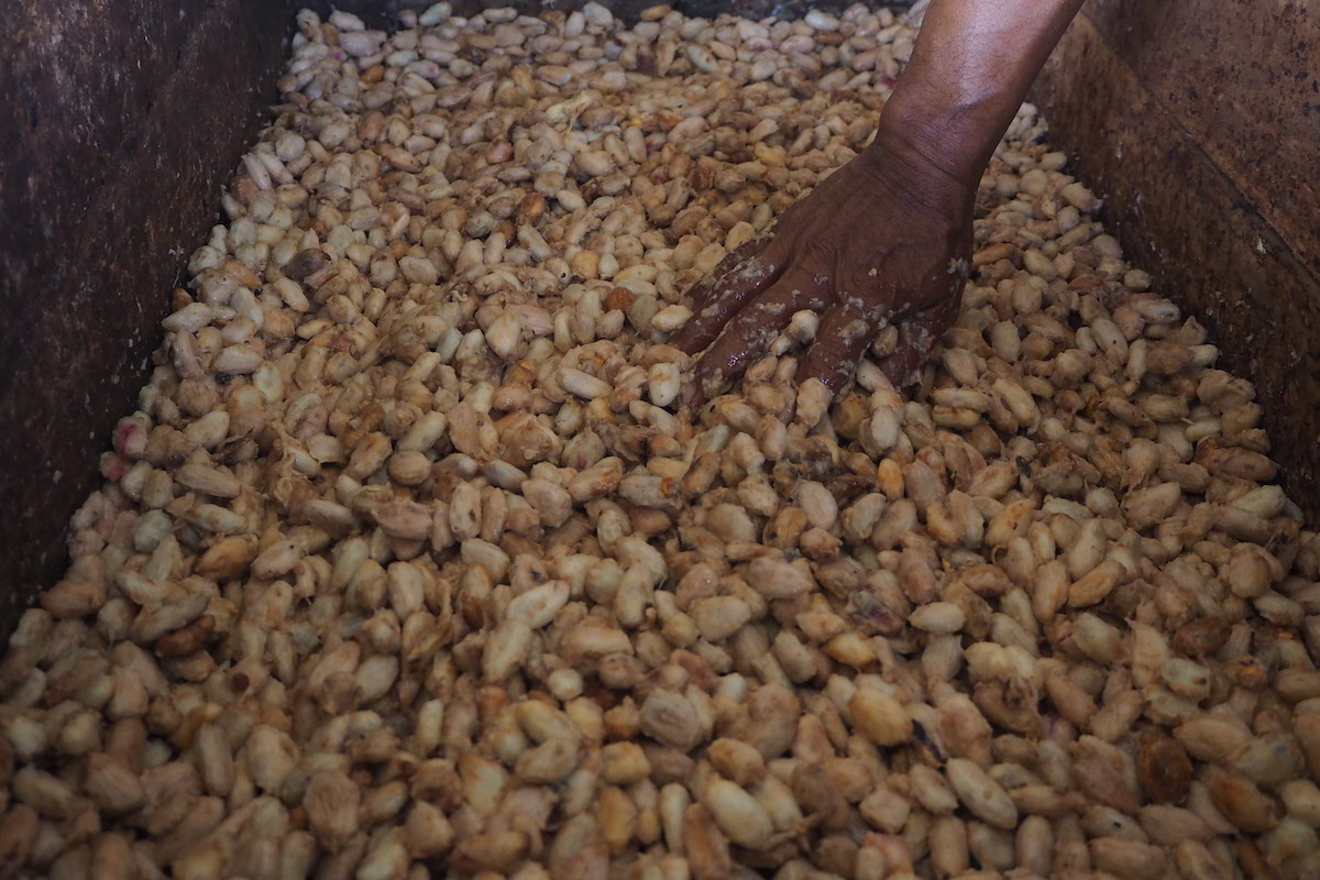 Fermentasi biji kakao yang dilakukan petani di Jembrana, Bali, berfungsi untuk meningkatkan kualitas biji kakao. Foto : Anton Muhajir/Mongabay Indonesia
