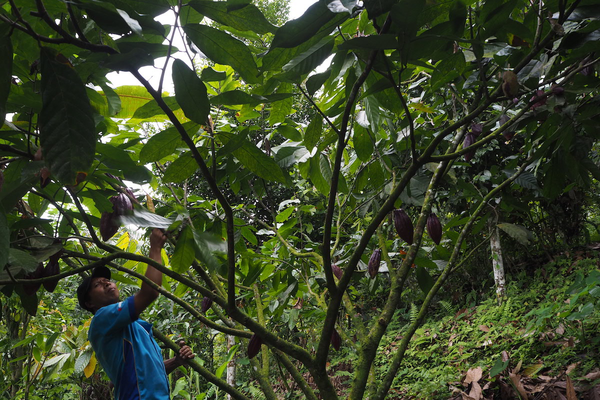 Petani melakukan perawatan kebun untuk meningkatkan jumlah dan mutu kakao Jembrana, Bali | Foto: Anton Muhajir/Mongabay Indonesia