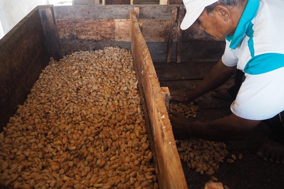 Petani memasukkan kakao basah ke kotak fermentasi di Koperasi KSS Jembrana | Foto: Anton Muhajir/Mongabay Indonesia
