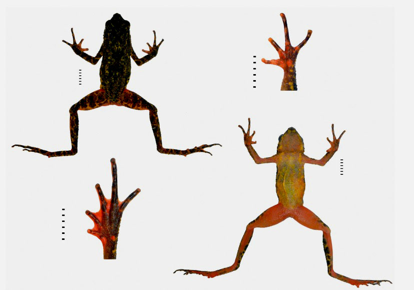 Karakter morfologi yang dimiliki L. javanica yang ditemukan di Gunung Slamet dan Gunung Ciremai. Sumber: Jurnal Zootaxa Vol. 4450 No 4 (427-444)