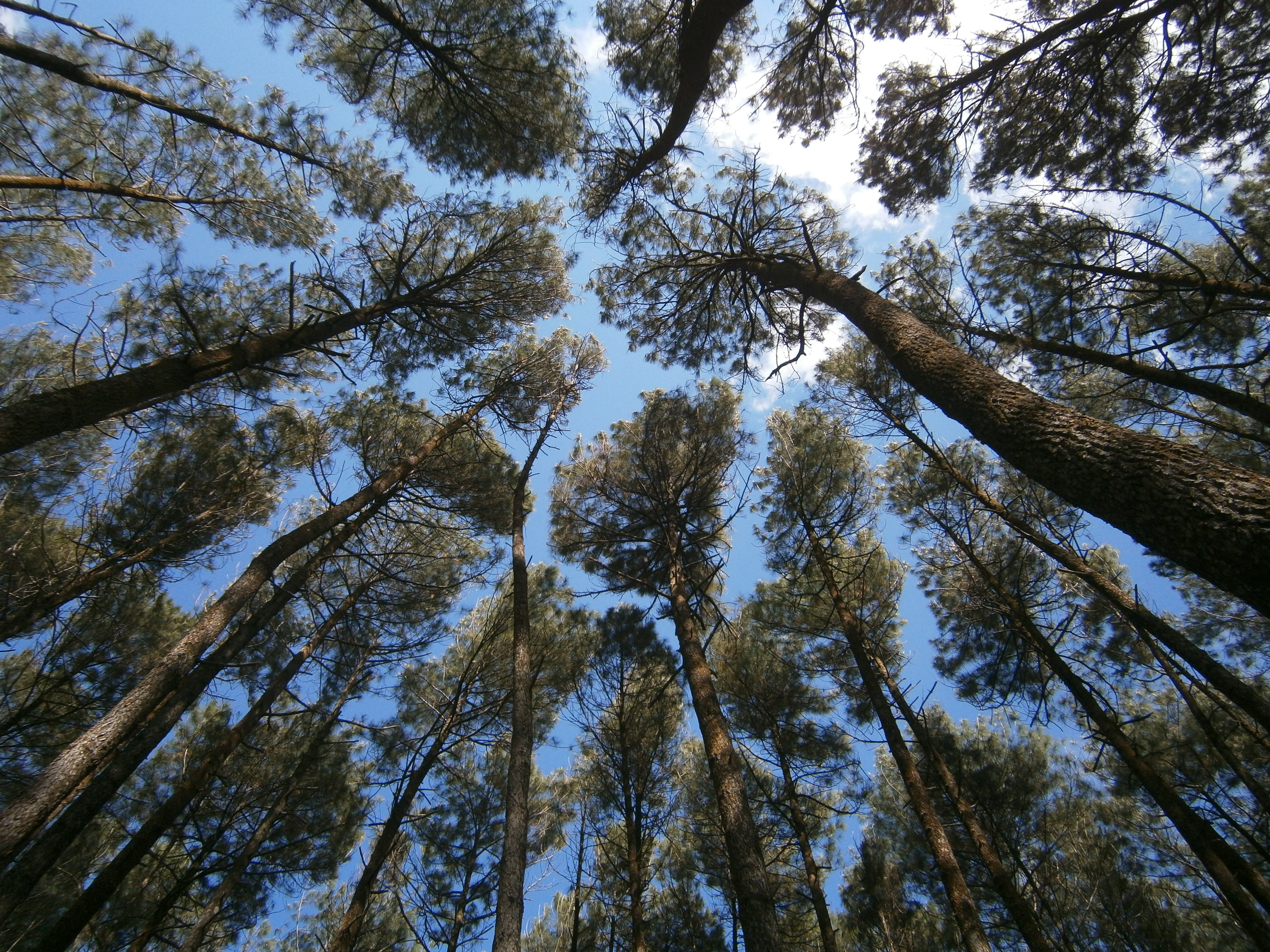 Keindahan pohon pinus Mangunan dan fenomena Crown Shyness. Foto: Nuswantoro/ Mongabay Indonesia