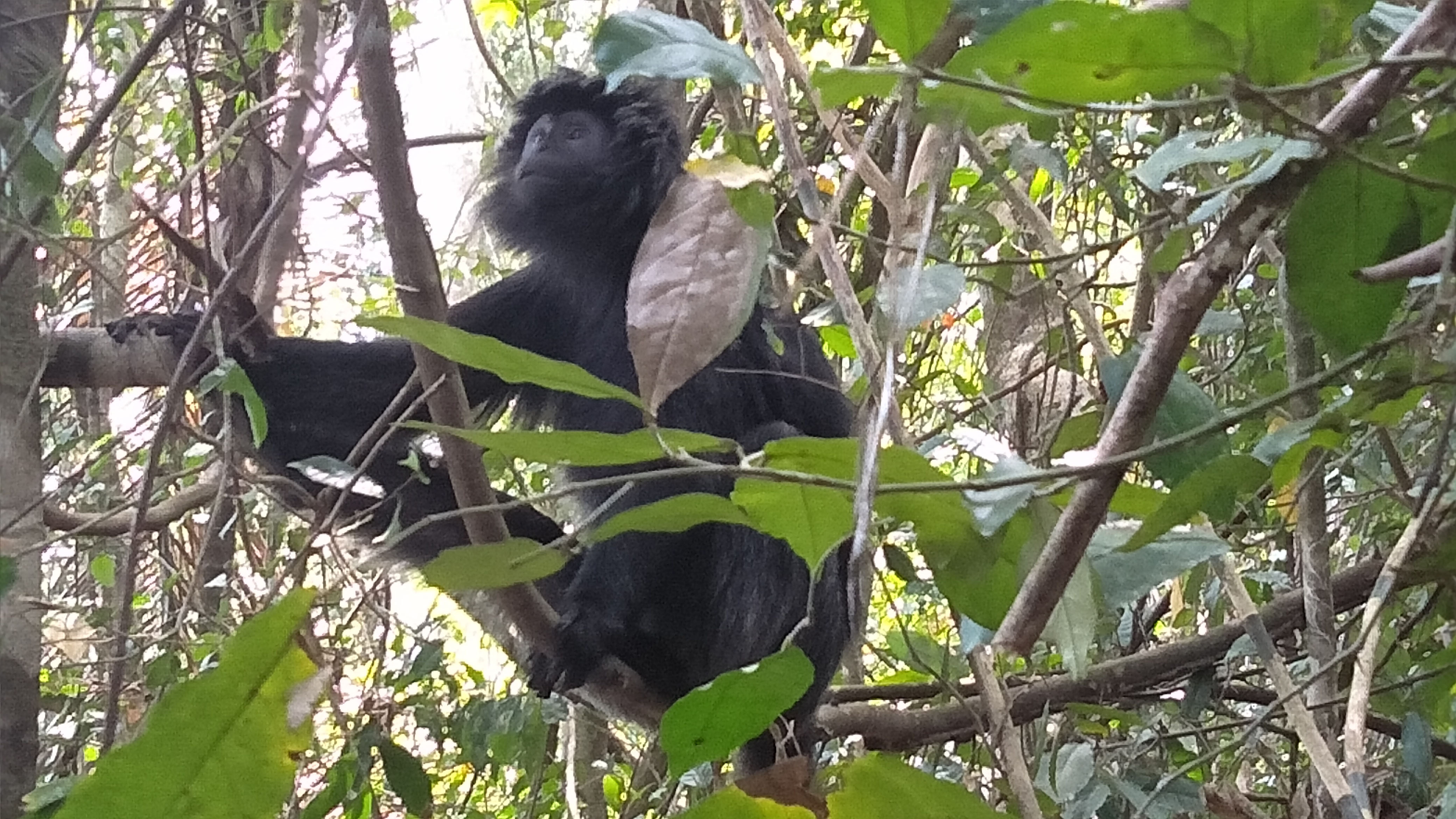 Lutung Jawa ini lepas liar di hutan lindung Kondang Merak. Foto: Eko Widianto/ Mongabay Indonesia