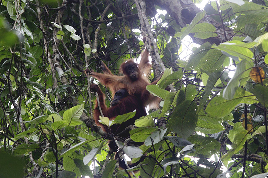 Orangutan betina bersama anaknya terpantau tengah mencari makan tak jauh dari bangunan di Stasiun Penelitian Ketambe. Foto: Junaidi Hanafiah/Mongabay Indonesia