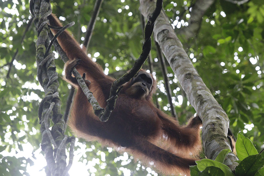 Stasiun Riset Ketambe memang identik dengan penelitian orangutan. Foto: Junaidi Hanafiah/Mongabay Indonesia