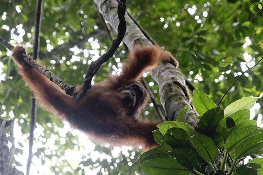 Orangutan sumatera yang hidup di Ketambe terus dipantau jumlahnya. Foto: Junaidi Hanafiah/Mongabay Indonesia
