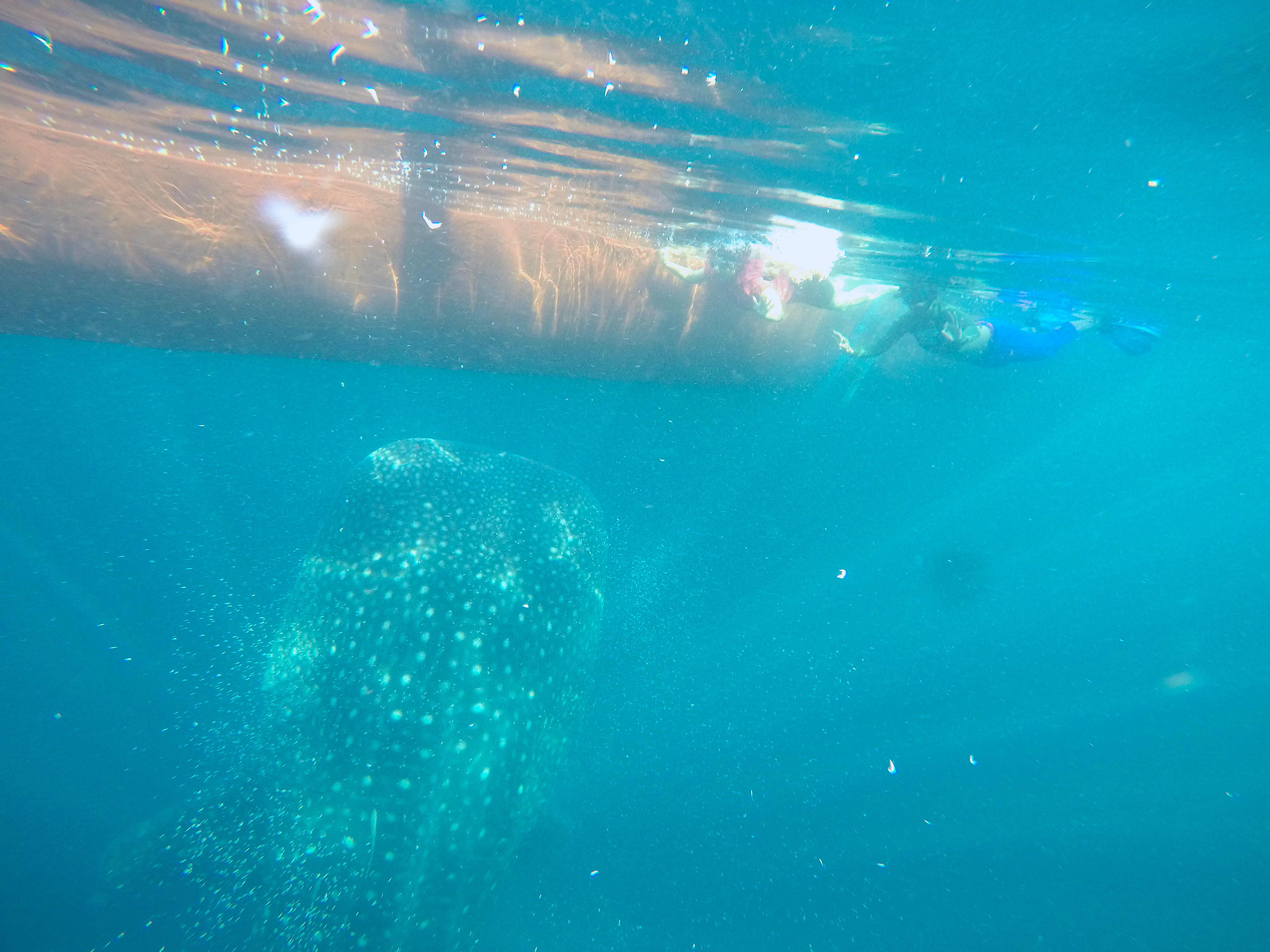 Aktivitas wisata hiu paus di perairan Teluk Saleh, Desa Labuhan Jambu, Kabupaten Sumbawa, NTB. Conservation International Indonesia melakukan pendampingan pengembangan ekowisata hiu paus yang berkelanjutan di Teluk Saleh | Foto: CI Indonesia/Mongabay Indonesia