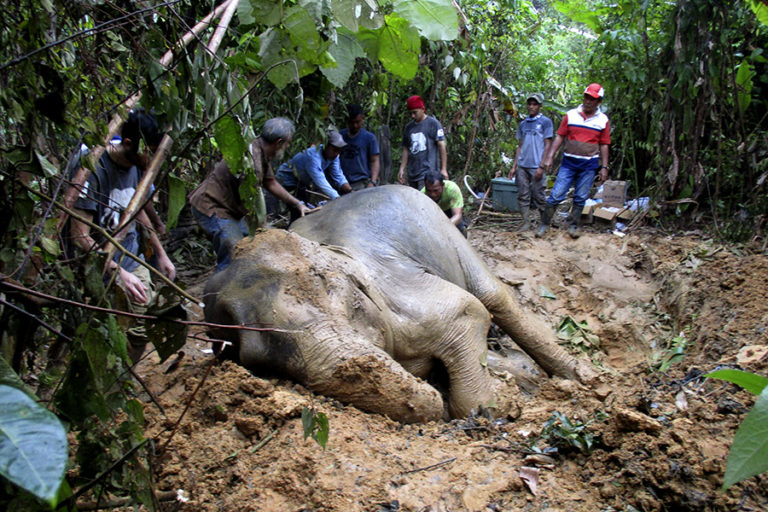 Perawatan intensif dilakukan untuk mengobati gajah liar yang terkena jerat ini | Foto: Forum Konservasi Leuser