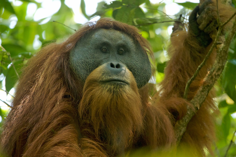Orangutan tapanuli jantan di Hutan Batang Toru. Foto: Tim Laman via Wikimedia Commons (CC BY 4.0).