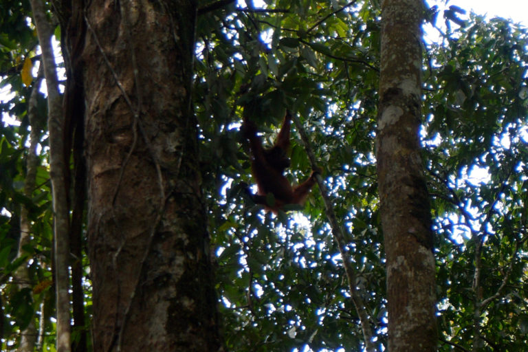 Orangutan Sumatera, salah satu satwa kunci di TN Gunung Leuser | Foto: Lusia Arumingtyas/ Mongabay Indonesia