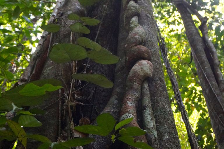 Liana melilit dan bergelantungan pada pohon besar. Liana ini sangatlah bermanfaat bagi orangutan sebagai sumber pakan dan penopang dalam pergerakan pindah tempat dan istirahat. Foto: Lusia Arumingtyas/ Mongabay Indonesia