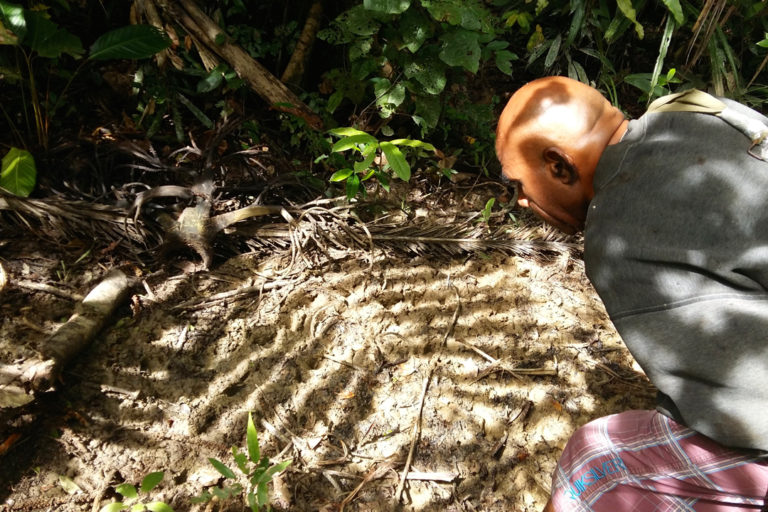 Alex Waisimon menunjukkan bekas kaki kasuari dan babi hutan | Foto:_Asrida Elisabeth/ Mongabay Indonesia