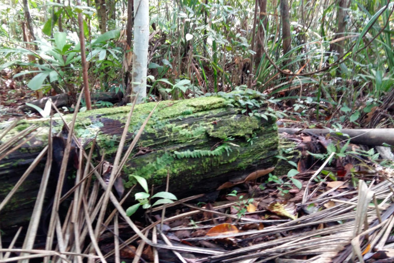 Sisa-sisa penebangan kayu di hutan yang kini dijaga Alex W. Foto: Asrida Elisabeth/ Mongabay Indonesia