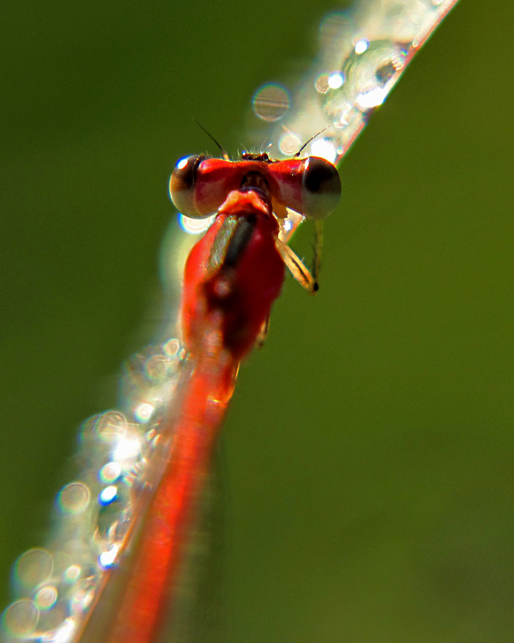Seekor capung jarum atau damselfly berwarna tubuh merah | Foto: Anton Wisuda/Mongabay Indonesia