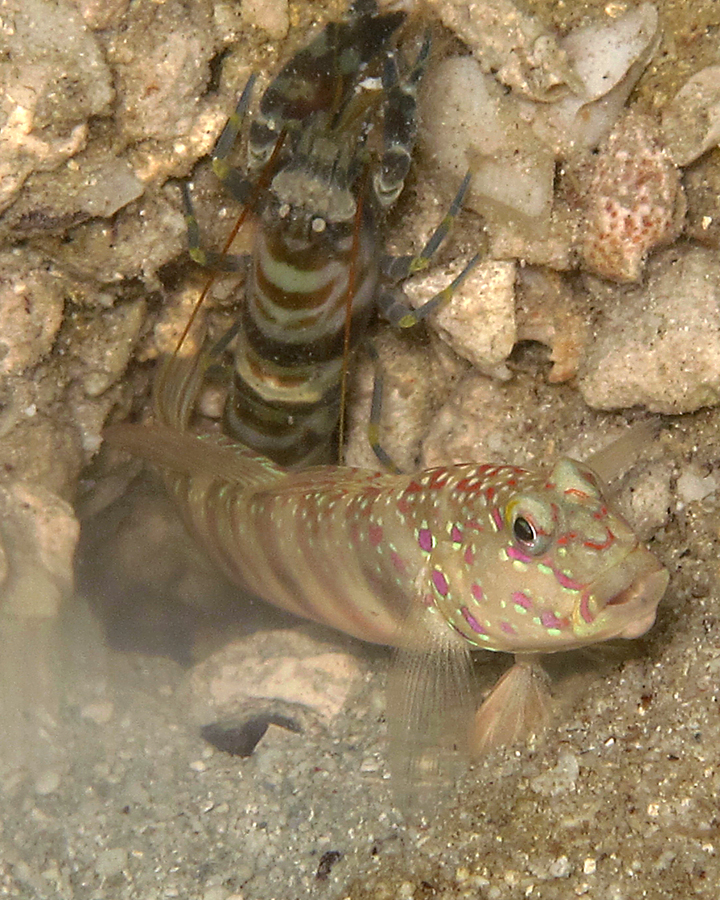 Ikan Goby dan Udang pistol (Alpheus spp.) sepanjang kehidupannya ikan goby dan udang pistol ini hidup bersama. Dan kehidupan tersebut dilalui secara akur, saling memberi dan menjaga | Foto: Anton Wisuda/Mongabay Indonesia