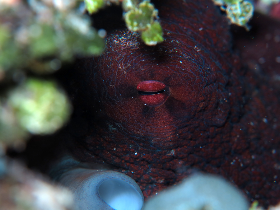 Seekor gurita yang bersembunyi diantara terumbu karang di perairan Pulau Siau, Kabupaten Kepulauan Siau Tagulandang Biaro. Sulut. Foto: Anton Wisuda/Mongabay Indonesia
