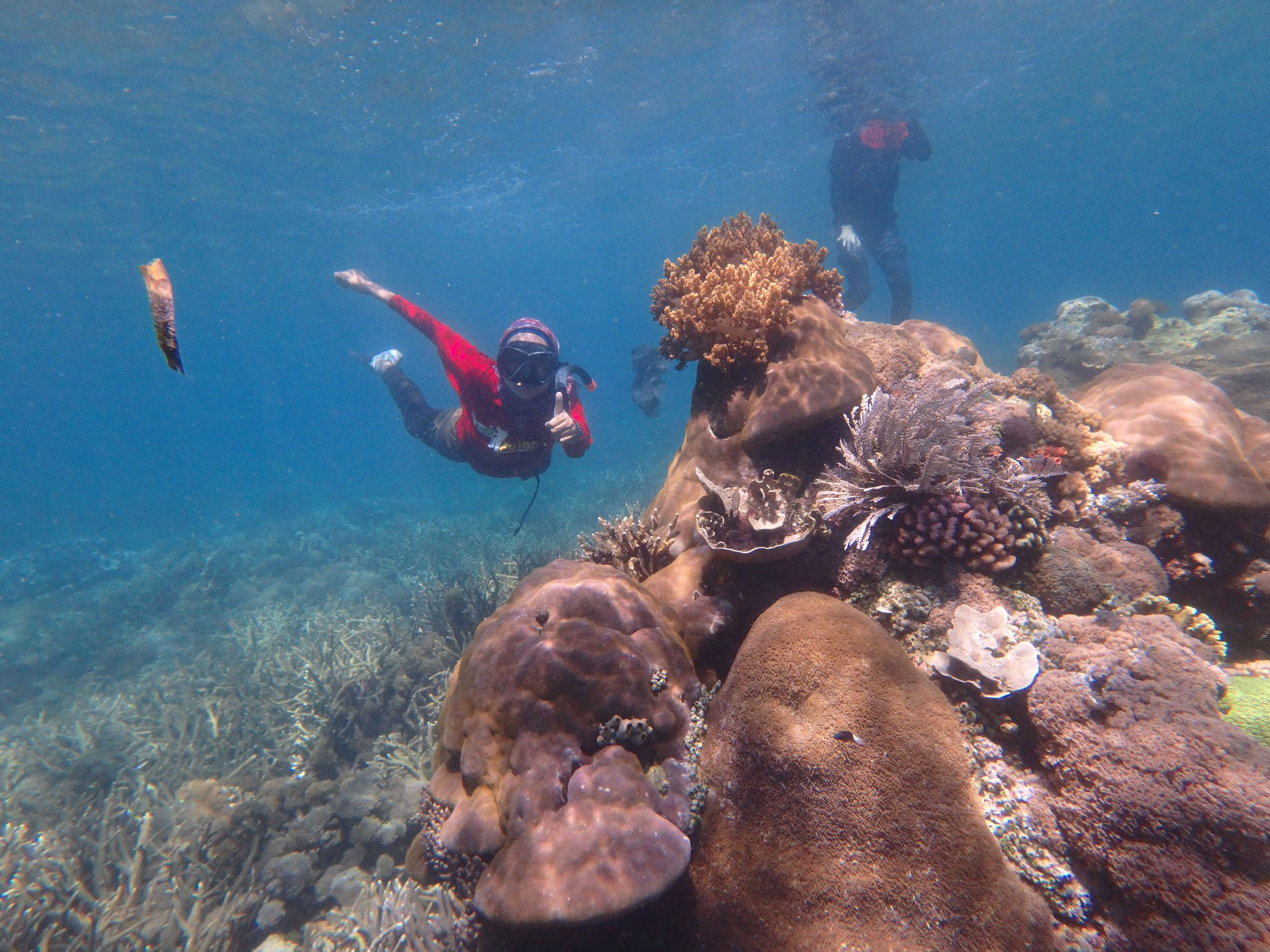Wisatawan menyelam menyaksikan keindahan terumbu karang di Tanjung Luar-Pantai Pink. Karena begitu banyak wisatawan, banyak terumbu karang rusak. Foto: Fathul Rakhman/ Mongabay Indonesia