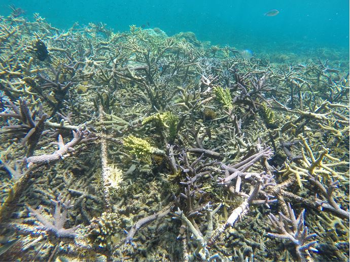 6 bulan setelah penanaman, kondisi karang mulai tumbuh perlahan, meski tetap harus dilakukan perawatan yang intensif menjaganya dari serangan lumut. Foto: Mongabay Indonesia/Rison Syamsuddin.