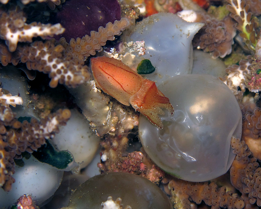 Seekor anakan sotong diantara telur sotong di perairan Malalayang, Manado, Sulut | Foto: Anton Wisuda/Mongabay Indonesia