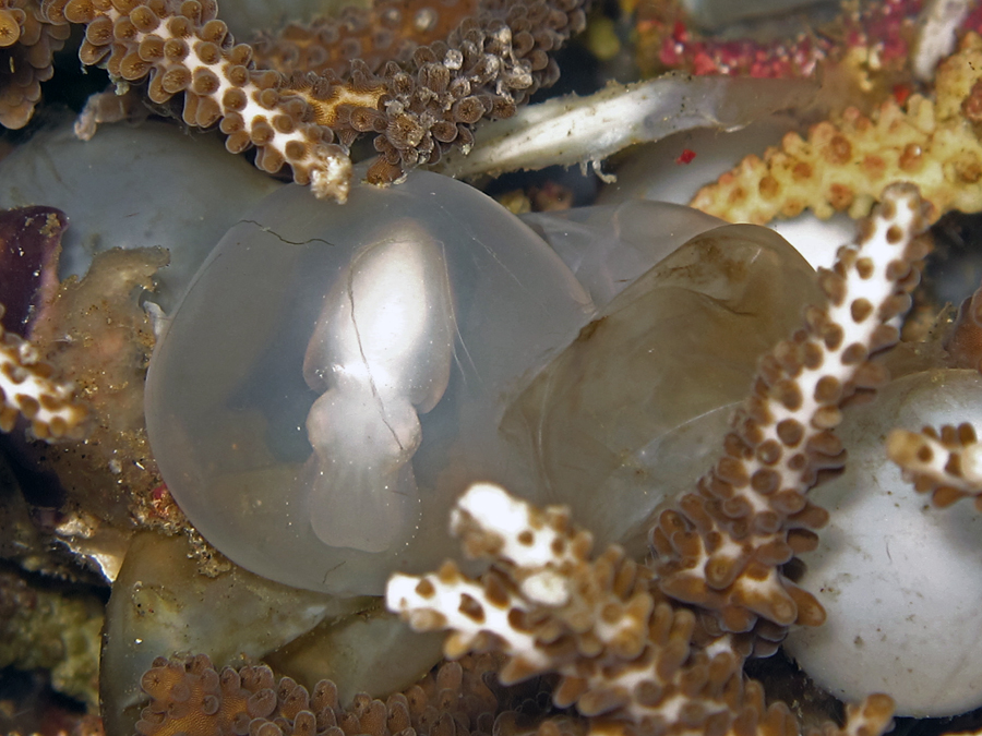 Anakan sotong sesaat akan menetas di perairan Pantai Malalayang, Manado, Sulut | Foto: Anton Wisuda/Mongabay Indonesia