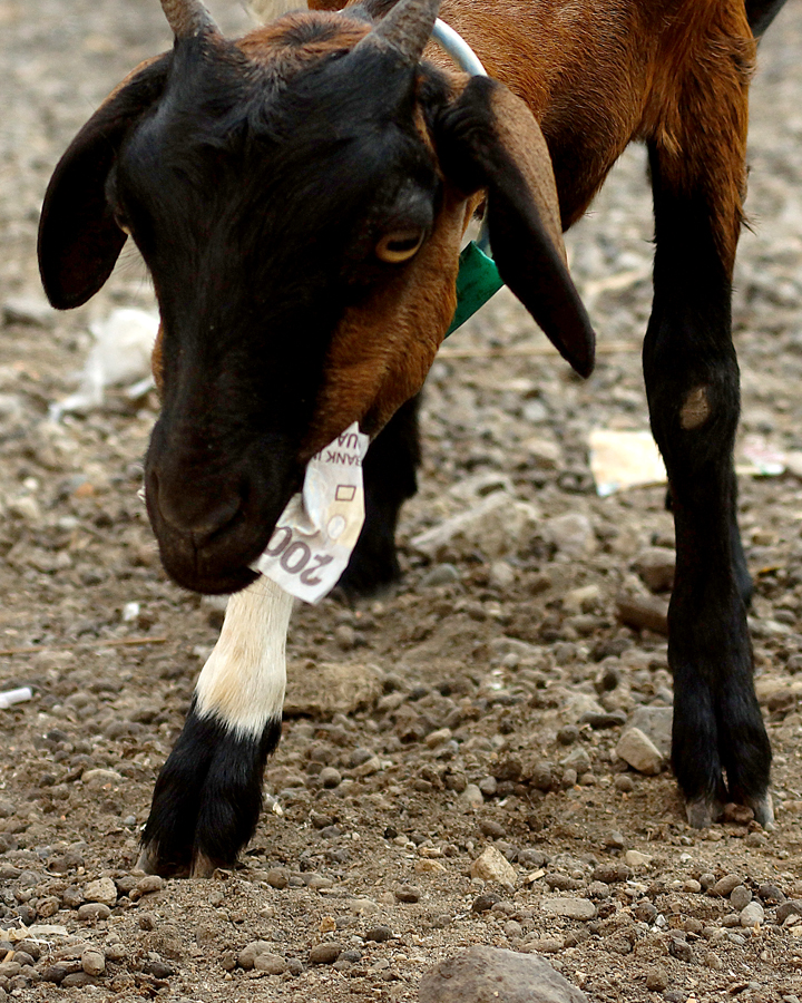 Karena tidak ada rumput, kambing Pulau Bungin beradaptasi memakan kertas seperti uang. Foto : Anton Wisuda/Mongabay Indonesia